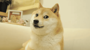 kabosu-doge-1200x671