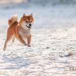 Is Now the Right Time to Put Rs. 1,000 Into Dogecoin? A Closer Look at the Market Signals