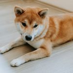 Risk Appetite Fades as Dogecoin and Memecoins Track Bitcoin’s Pullback