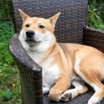 Dogecoin Finds Its Footing Near Rs. 12.5 as Market Tests the Depth of Recovery