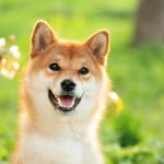 Dogecoin’s 2026 Outlook: Assessing the Meme Coin’s Potential Value by Year-End