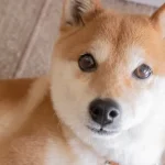 From Meme to Market Phenomenon: Can Shiba Inu Stage Another Historic Crypto Rally by 2026?